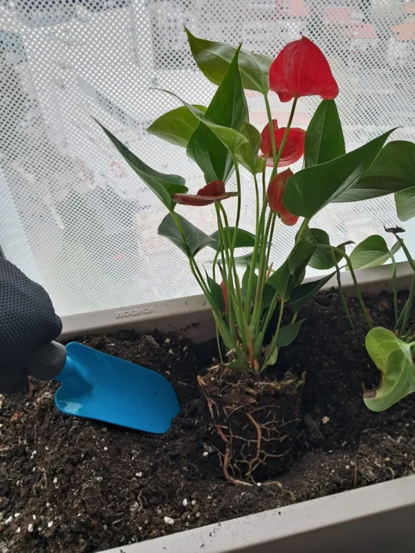 Amenajari spatiu birou cu plante - Anthurium