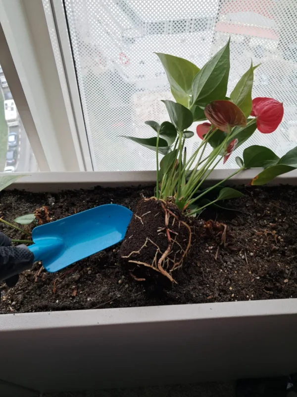 Amenajari spatiu birou cu plante - Anthurium
