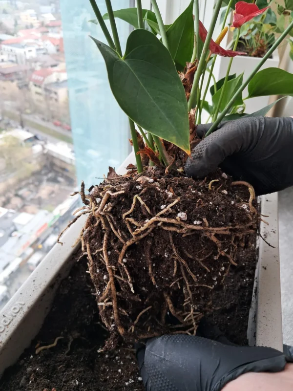 Amenajari spatiu birou cu plante - Anthurium