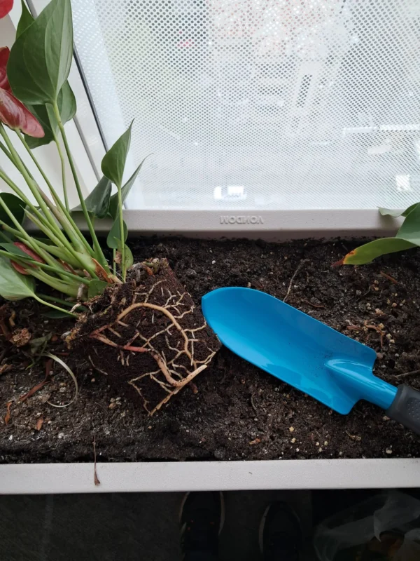 Amenajari spatiu birou cu plante - Anthurium