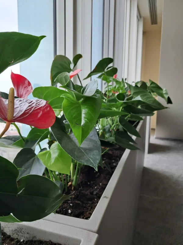 Amenajari spatiu birou cu plante - Anthurium