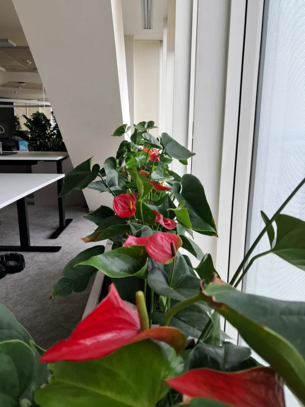 Amenajari spatiu birou cu plante - Anthurium