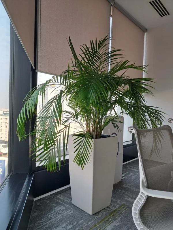 Amenajare spatii cu plante naturale - Areca, Ficus