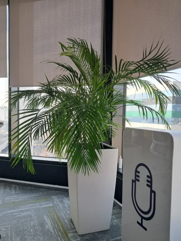 Amenajare spatii cu plante naturale - Areca, Ficus