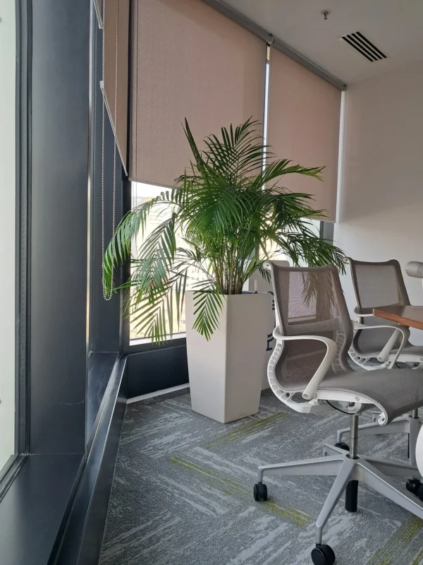 Amenajare spatii cu plante naturale - Areca, Ficus