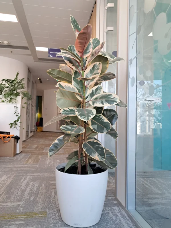 Amenajare spatii cu plante naturale - Areca, Ficus