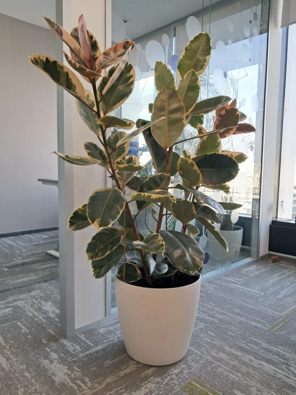 Amenajare spatii cu plante naturale - Areca, Ficus