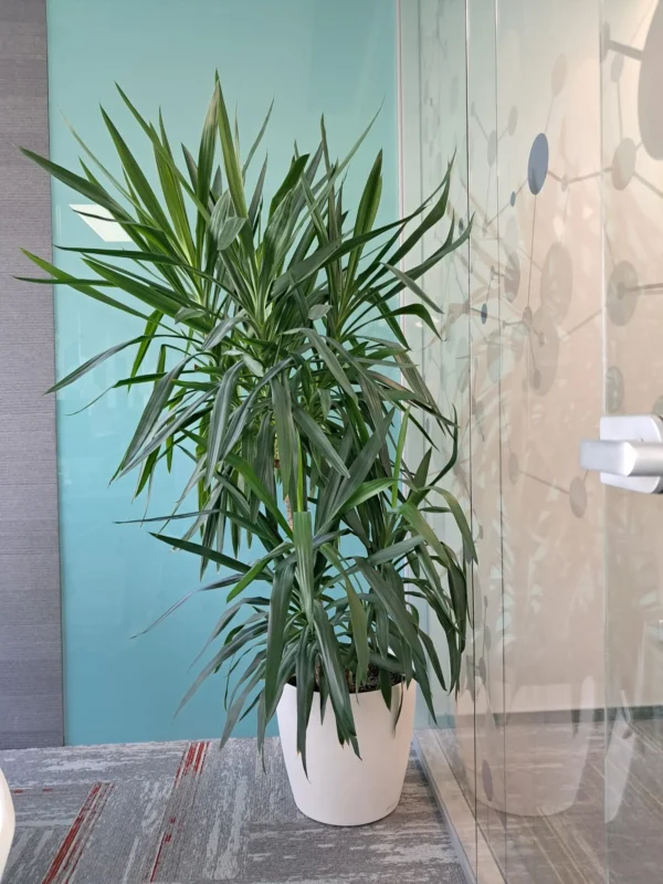 Amenajare spatii cu plante naturale - Areca, Ficus