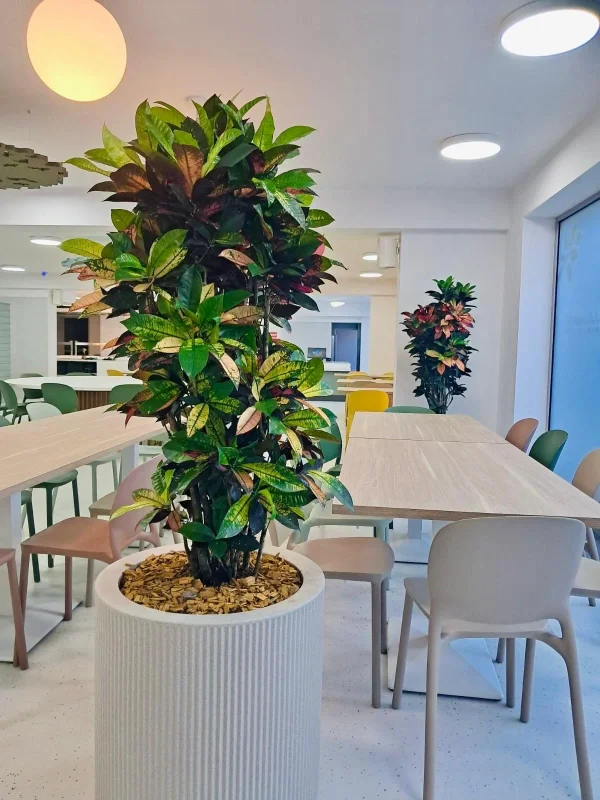 Amenajare scoala cu plante naturale