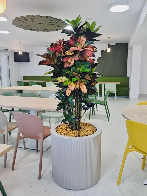 Amenajare scoala cu plante naturale