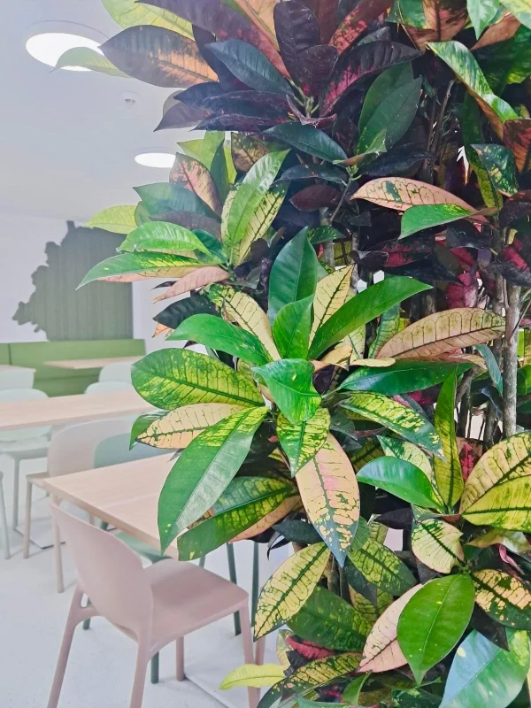 Amenajare scoala cu plante naturale