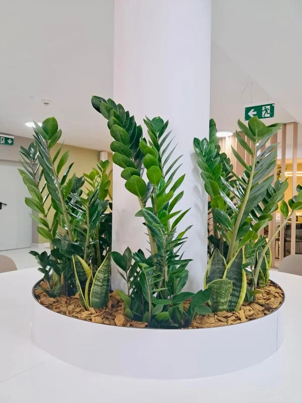 Amenajare scoala cu plante naturale
