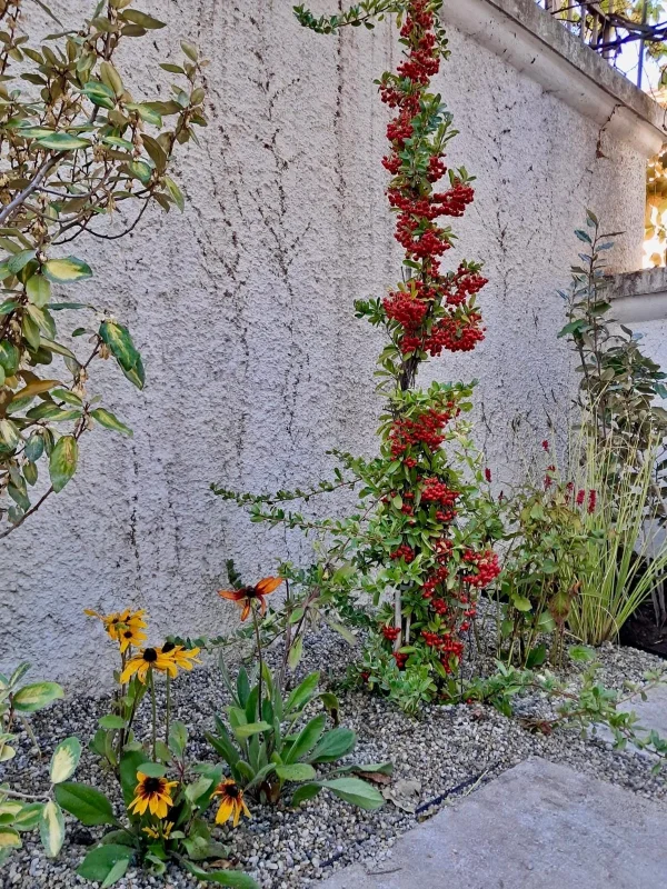Amenajare si intretinere gradina exterioara - hortensie, azalee, ienupar