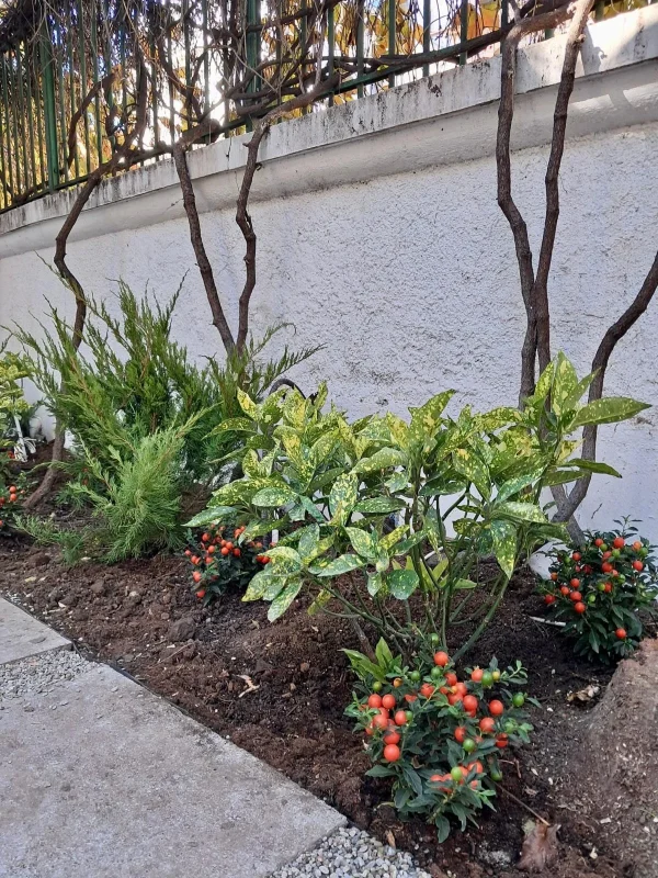 Amenajare si intretinere gradina exterioara - hortensie, azalee, ienupar