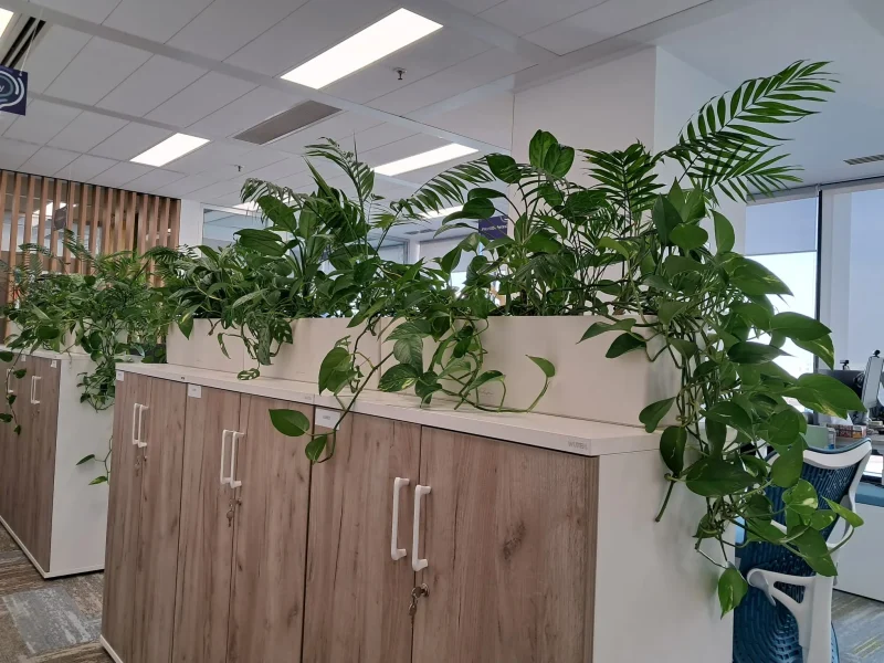 Amenajare spatii cu plante naturale - Areca, Ficus