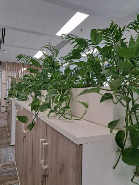 Amenajare spatii cu plante naturale - Areca, Ficus