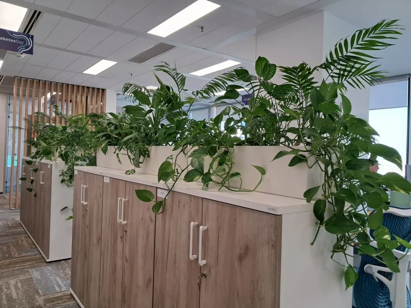 Amenajare spatii cu plante naturale - Areca, Ficus