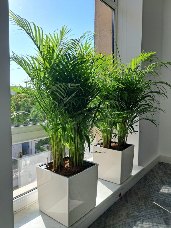 Areca (Dypsis)