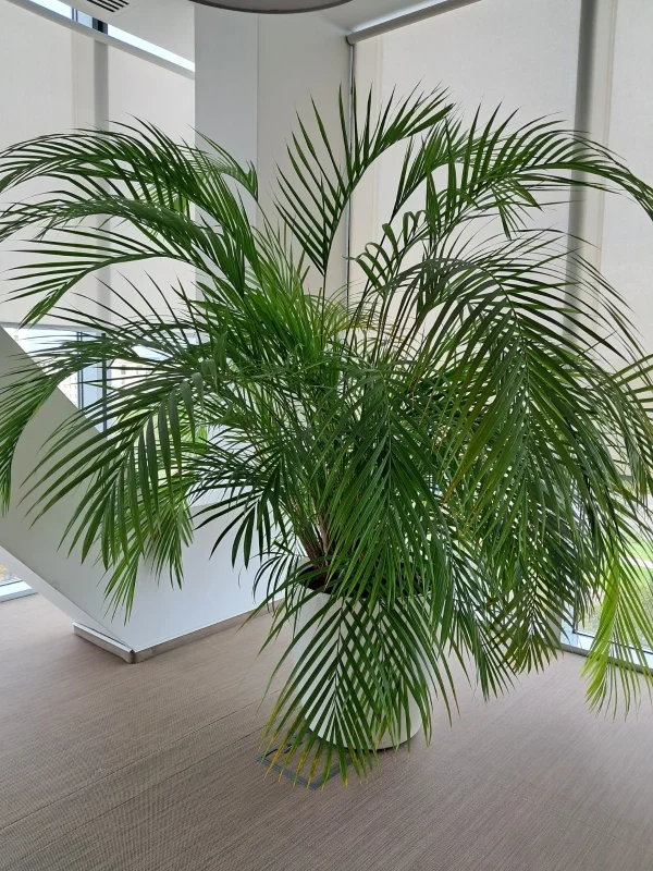 Areca (Dypsis)