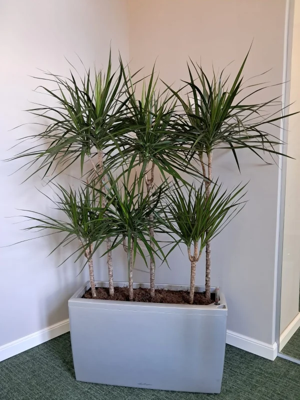 Dracaena Marginata