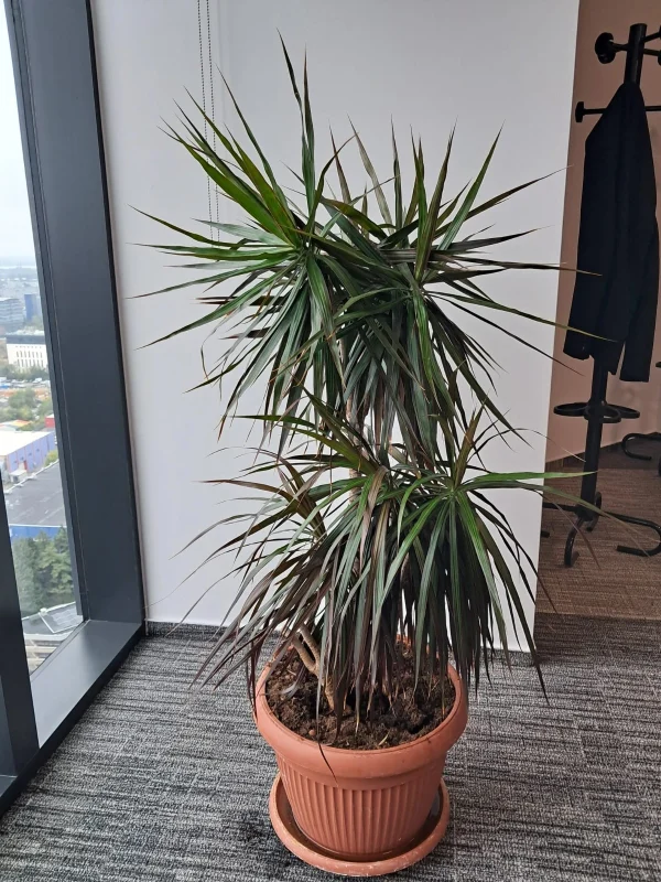 Dracaena Marginata