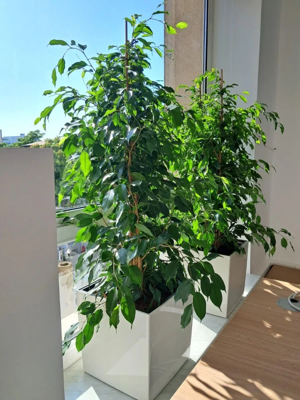 Ficus Benjamina