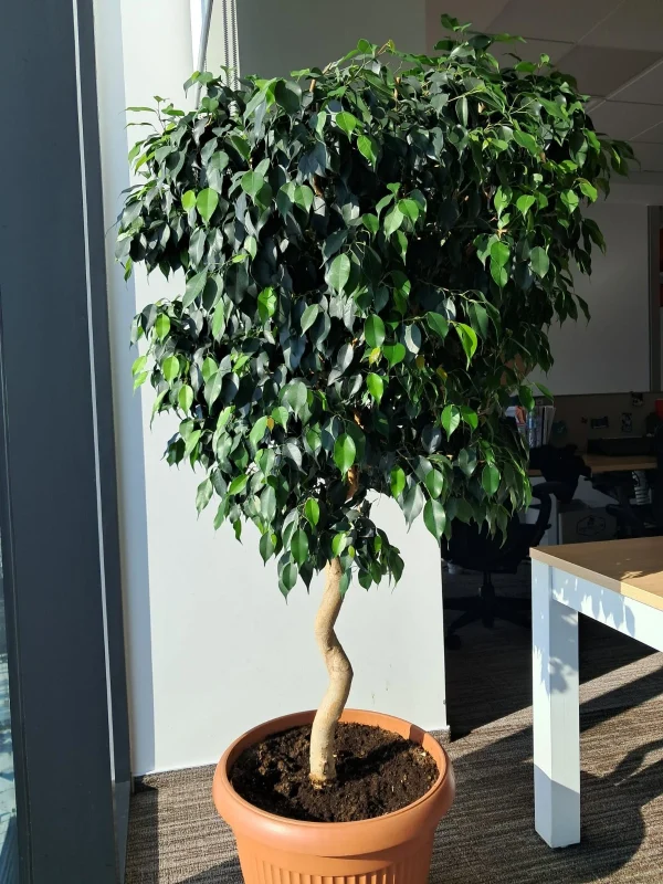 Ficus Benjamina