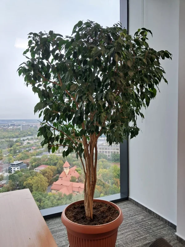 Ficus Benjamina