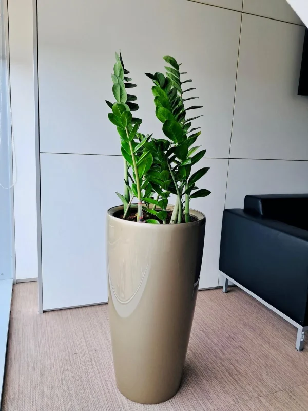Zamioculcas - ZZ Plant - Zamioculcas zamiifolia - Simbolul elegantei si rezistentei la birou