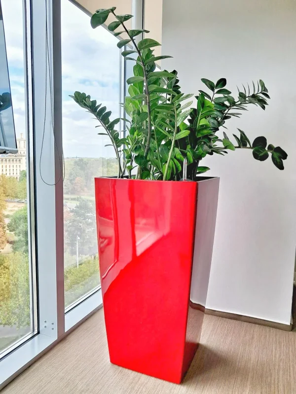 Zamioculcas - ZZ Plant - Zamioculcas zamiifolia - Simbolul elegantei si rezistentei la birou