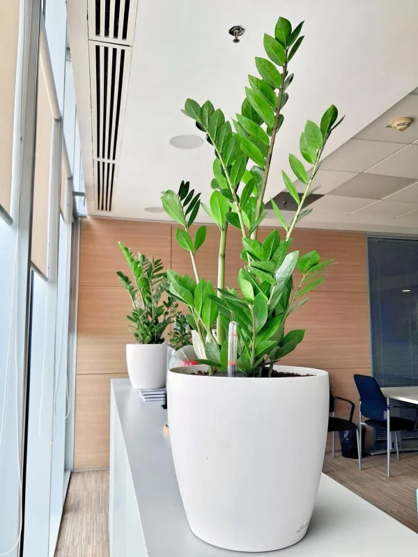 Zamioculcas - ZZ Plant - Zamioculcas zamiifolia - Simbolul elegantei si rezistentei la birou