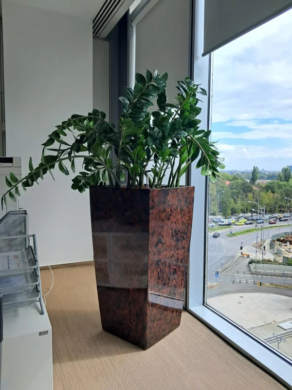 Zamioculcas - ZZ Plant - Zamioculcas zamiifolia - Simbolul elegantei si rezistentei la birou