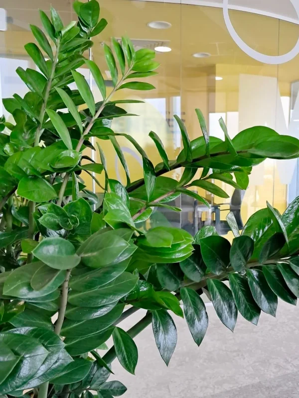 Zamioculcas - ZZ Plant - Zamioculcas zamiifolia - Simbolul elegantei si rezistentei la birou