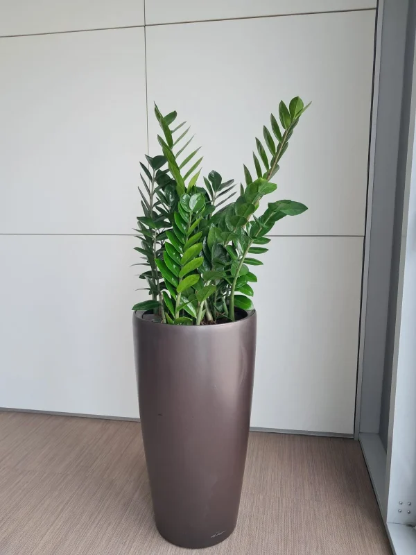 Zamioculcas (ZZ Plant)