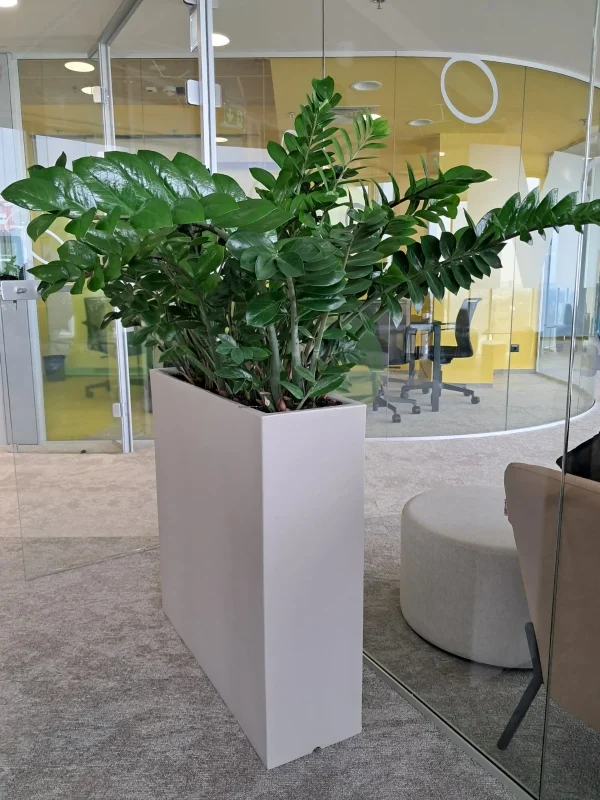Zamioculcas (ZZ Plant)