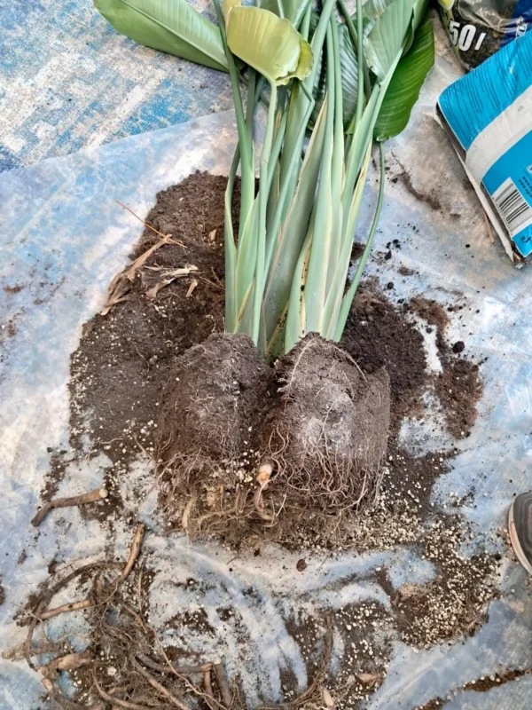 Strelitzia - proiect de revitalizare