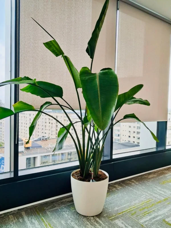 Strelitzia - proiect de revitalizare