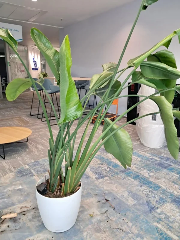 Strelitzia - proiect de revitalizare