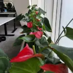 Eleganță Tropicală și Îngrijire Simplă pentru Biroul Tău