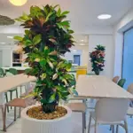 Amenajare scoala cu plante naturale