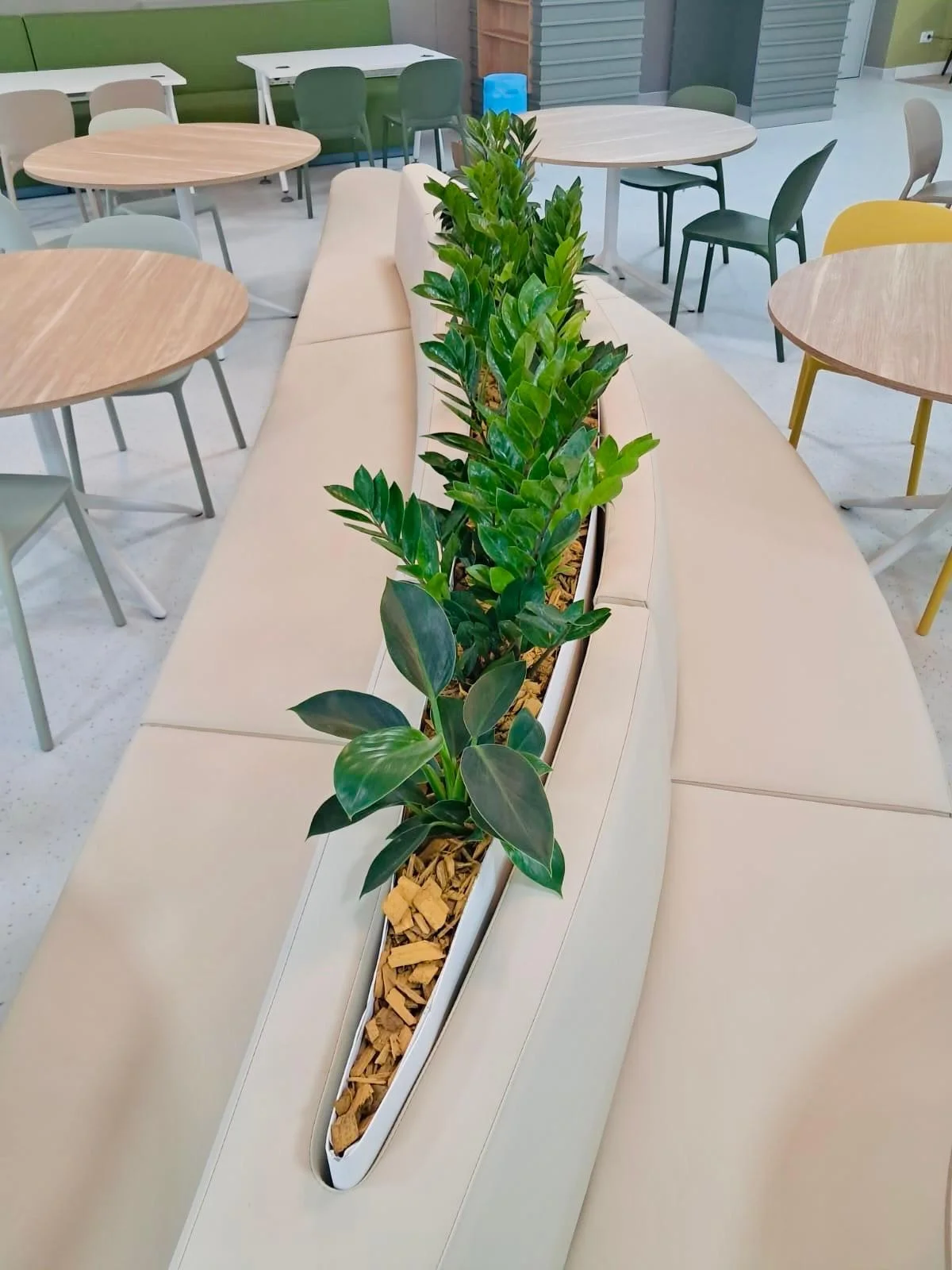 Amenajare cu plante pentru instituție de învățământ