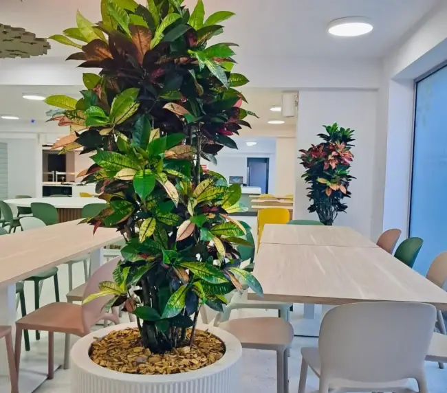 Amenajare scoala cu plante naturale