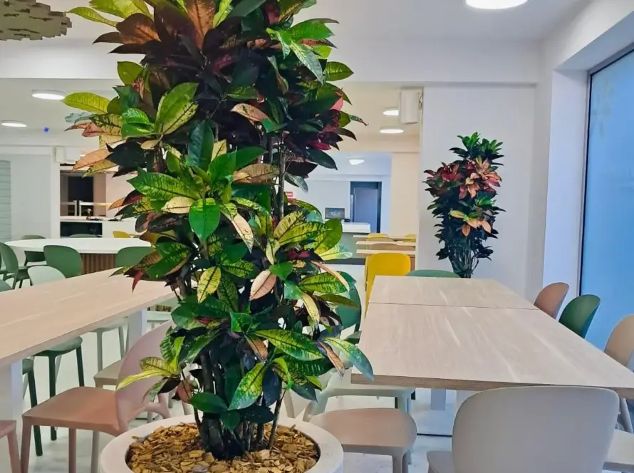 Amenajare scoala cu plante naturale