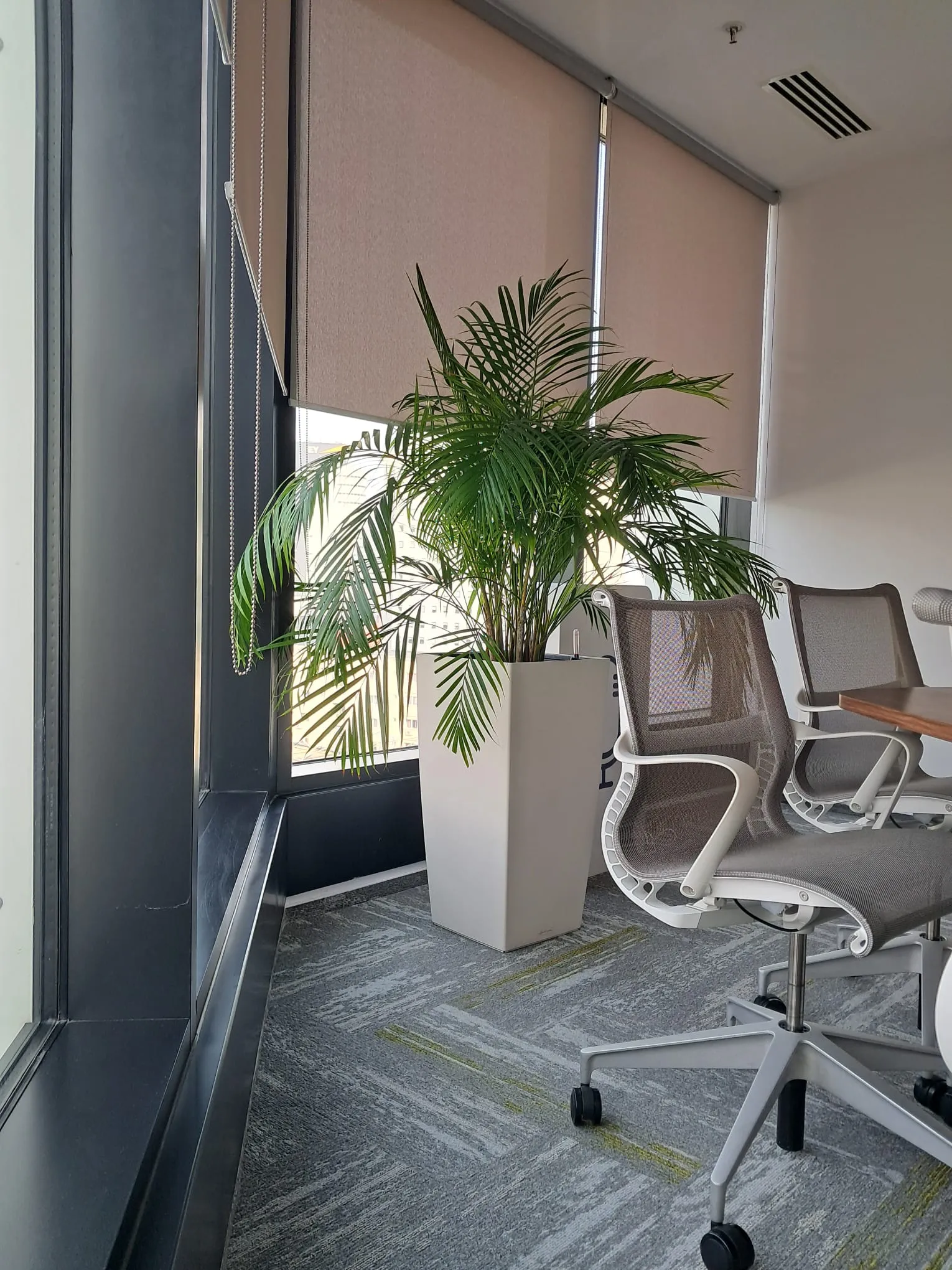 Amenajare cu Areca și Ficus
