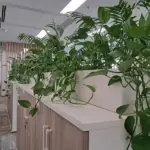 Amenajari spatii de birouri cu plante naturale - Areca, Ficus si mix verde in design Lechuza