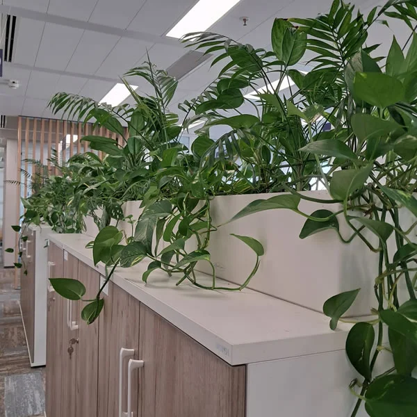 Amenajare birou cu plante naturale