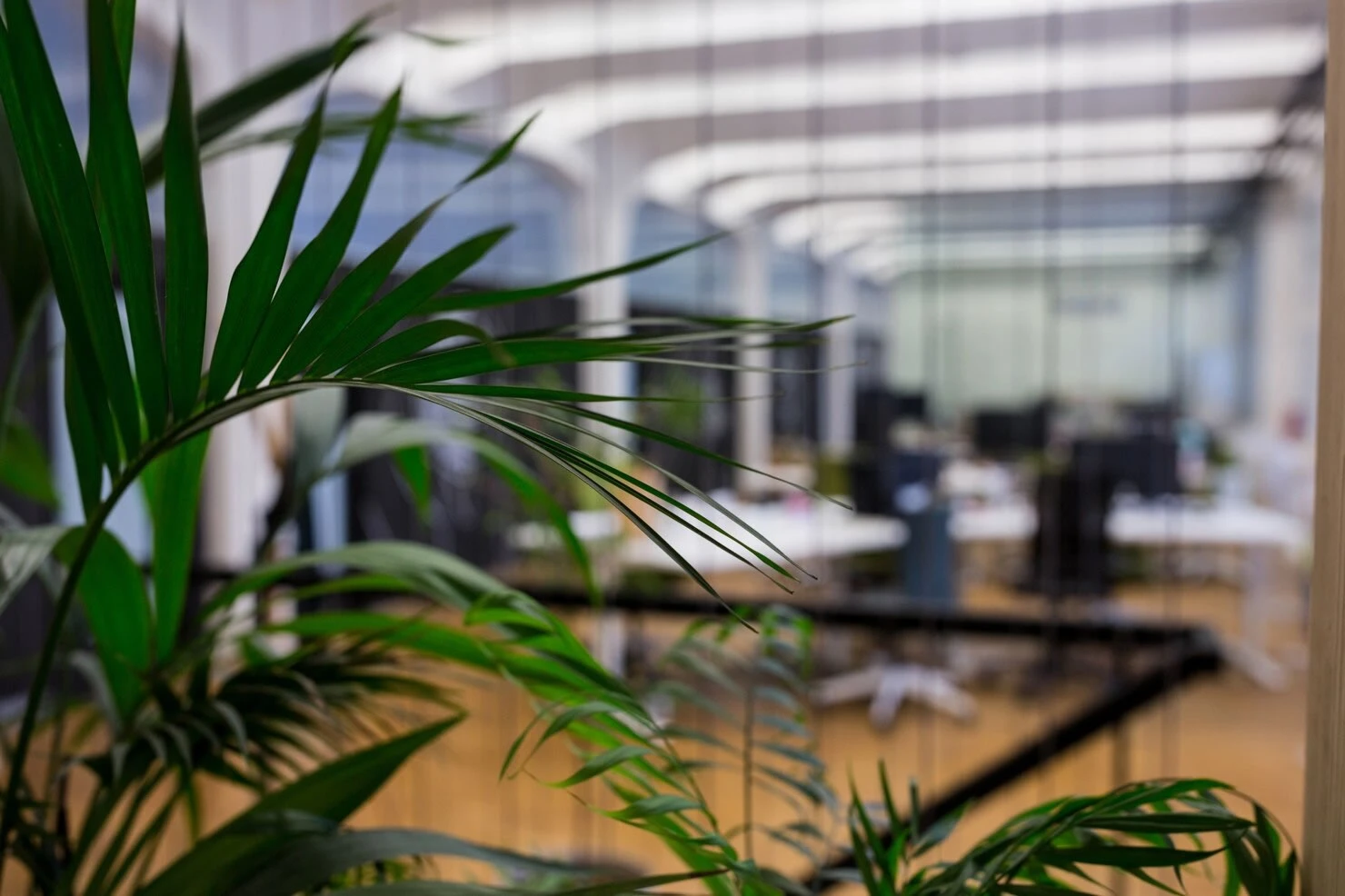 Servicii corporate cu plante
