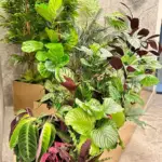Design Biophilic in absenta luminii naturale