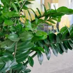 Proiect Zamioculcas - ZZ Plant - Zamioculcas zamiifolia - Simbolul elegantei si rezistentei la birou