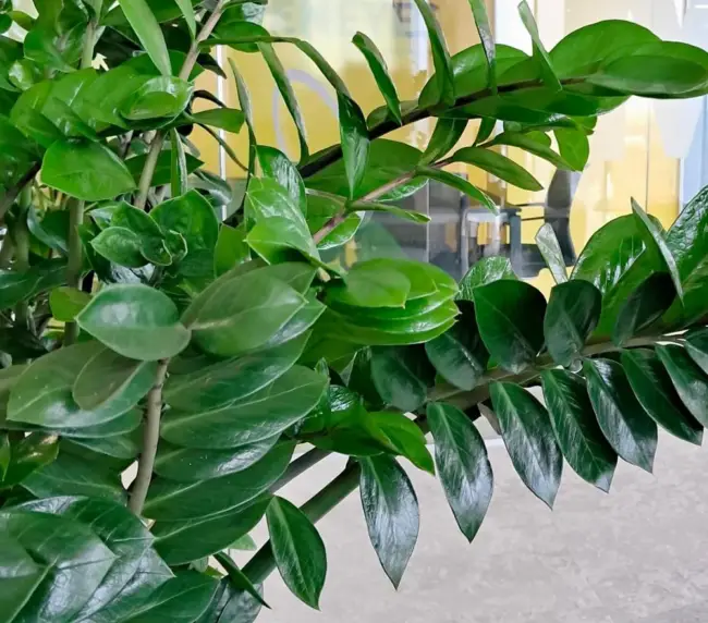 Proiect Zamioculcas - ZZ Plant - Zamioculcas zamiifolia - Simbolul elegantei si rezistentei la birou